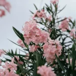 Détail d'une branche de laurier rose