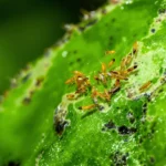 Gros plan sur des thrips sur une feuille