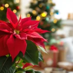 Une fleur de poinsettia rouge en intérieur