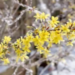 Une branche de jasmin d'hiver en fleur de couleur jaune