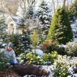 Un jardinier en train de préparer le trou pour planter un sapin