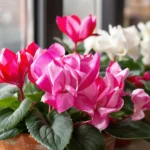 Un beau cyclamen rose en intérieur