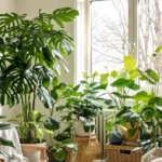 Photo d'intérieur avec des plantes dépolluantes