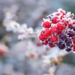 Gros plan sur une grappe de fruits d'hiver entourée de givre