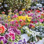 Un partère de fleurs vivaces colorées